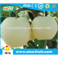 Fresh Crown Pear from China